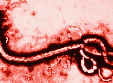 WORLD EXPO TOUR LONDRA/5,MARONI:PER EBOLA TUTTE LE MISURE NECESSARIE