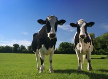 GHISALBA/BG, DOMANI FAVA A INCONTRO SU PROSPETTIVE PER LA ZOOTECNIA