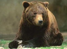 TERZI DOMANI A PRESENTAZIONE PROGETTO SU ORSO