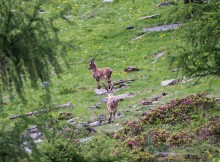 MONTAGNA,PAROLO DOMANI A EDOLO/BS A INCONTRO SU PARCO STELVIO