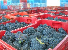LUNEDÌ FAVA PRESENTA ‘LE COLLINE DEL PINOT NERO, DEL GUSTO E DELL’ ACCOGLIENZA’