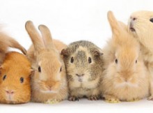 NASCE OSPEDALE PER PICCOLI ANIMALI