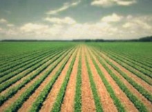 DA DELEGAZIONE ECUADOR INTERESSE PER AGRO-INDUSTRIA