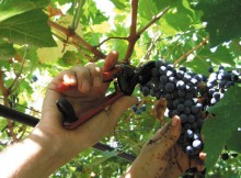 VINI,FAVA VISITA DOMANI CANTINA SOCIALE VIADANA/MN