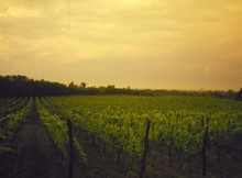 AL VIA LA SIFDA ‘FRANCIACORTA TERRITORIO VINCENTE’