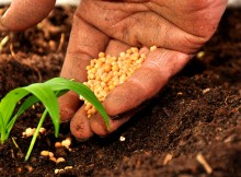 GIORNATA AGRICOLTURA,MARONI:IMPEGNO PER FUTURO DEL SETTORE