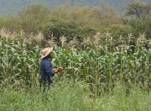 DOMANI FAVA A ‘OLTRE EXPO, LE PRODUZIONI AGRICOLE E I TERRITORI’