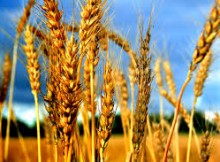 AGRICOLTURA,FAVA DOMANI FAVA A TAVOLA ROTONDA DI CONFCOOPERATIVE SU MADE IN ITALY