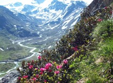 INCONTRO SU PARCO DELLO STELVIO