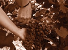 ASSEMBLEA SOCI CANTINA TERRE D’OLTREPO
