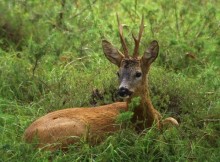 ANIMALI SELVATICI,FAVA: CONSAPEVOLE RISCHI PER TRAFFICO, MA E’ RISULTATO TAGLI DI RENZI