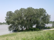 AGRICOLTURA,FAVA: 3 MILIONI PER INCENTIVARE IL PIOPPO