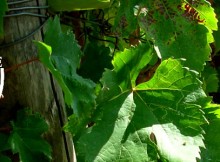 OLTREPO,FAVA PRESENTA ‘GUIDANDO CON GUSTO SULLE STRADE DEL VINO E DEI SAPORI’