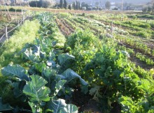 BORGO VIRGILIO/MN, DOMANI FAVA A INAUGURAZIONE ORTI SOCIALI URBANI