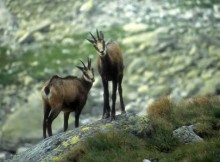 FAUNA SELVATICA,FAVA:REGIONE CONFERMA COMPITO TUTELA