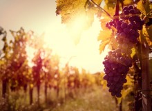 OCM VINO,FAVA:DA LOMBARDIA 3,4 MILIONI