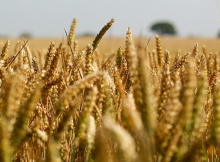 FOOD SECURITY, F.SALA:SAREBBE BELLO TAVOLO COOPERAZIONE INTERNAZIONALE DAL 2017