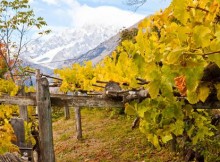 VINO,FAVA: E’ ALTERNATIVA REALE ALLE COMMODITIES