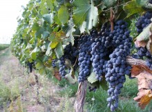 AGRICOLTURA IN OLTREPO’, STASERA FAVA A ‘ORA LOCALE’ SU TELEPAVIA