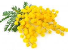 FESTA DELLA DONNA,  DOMANI A CELEBRAZIONI