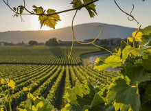 FRANCIACORTA ‘PIANO’ CHE ‘BLINDA’ TERRITORIO BOLLICINE