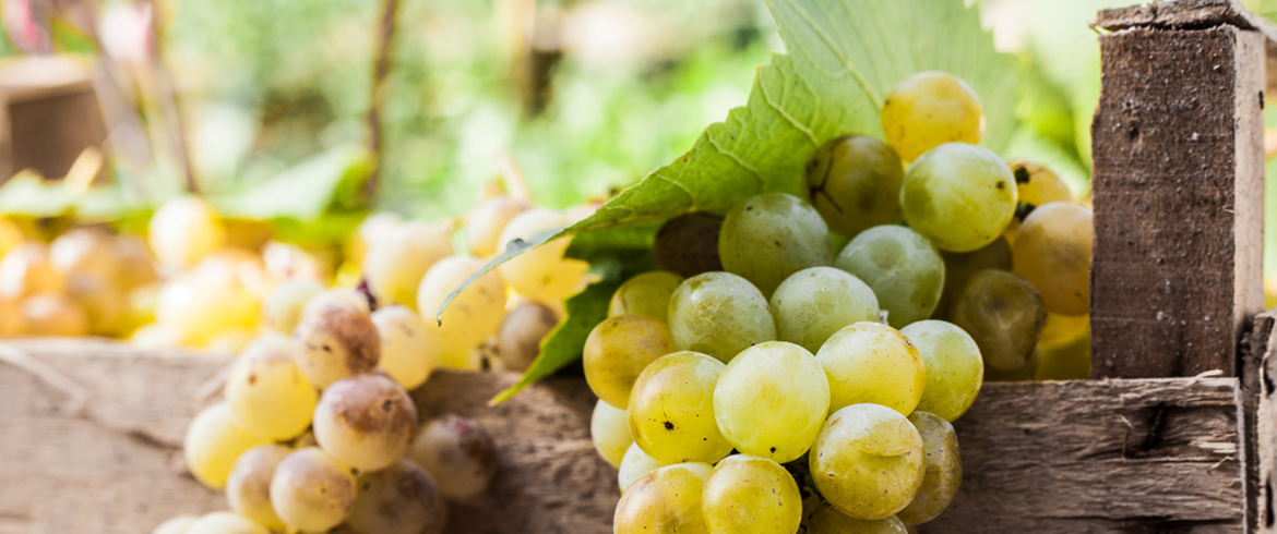 VENDEMMIA IN FRANCIACORTA