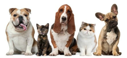 A SETTEMBRE LE ‘PET WEEK’