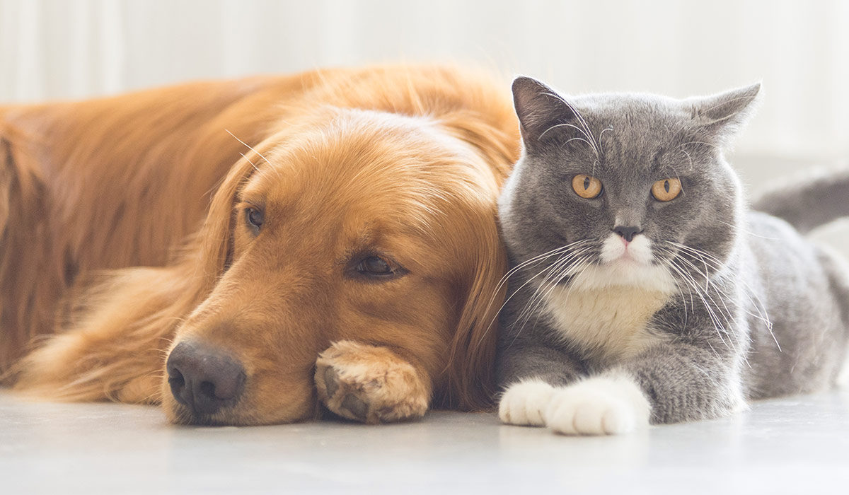 PETS IN THE CITY