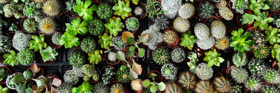 BIODIVERSITA’