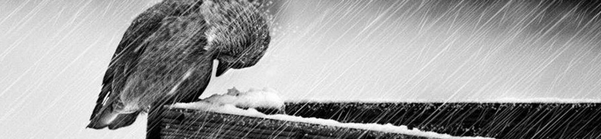 viaMontenapoleone | MI.NEWS